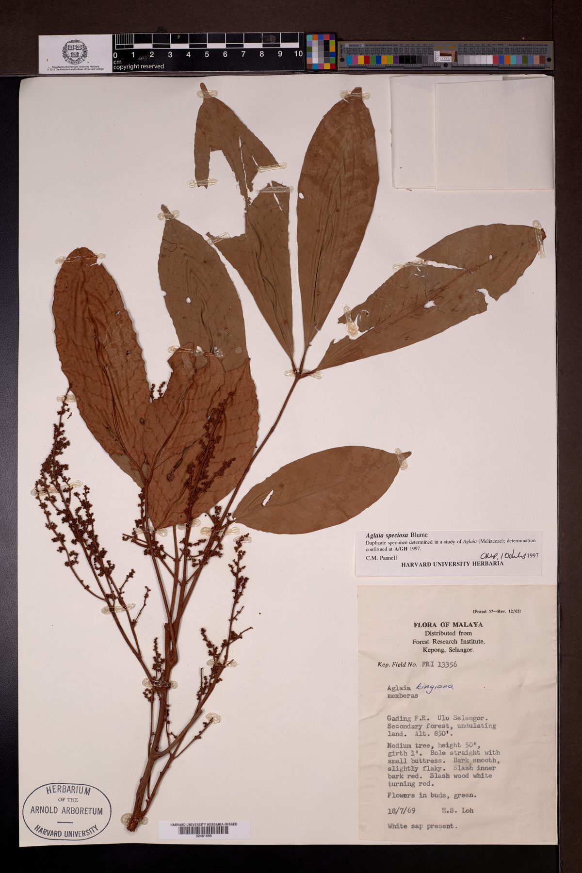 Aglaia speciosa — photo