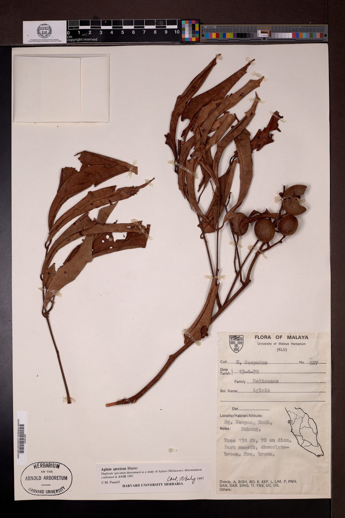 Aglaia speciosa