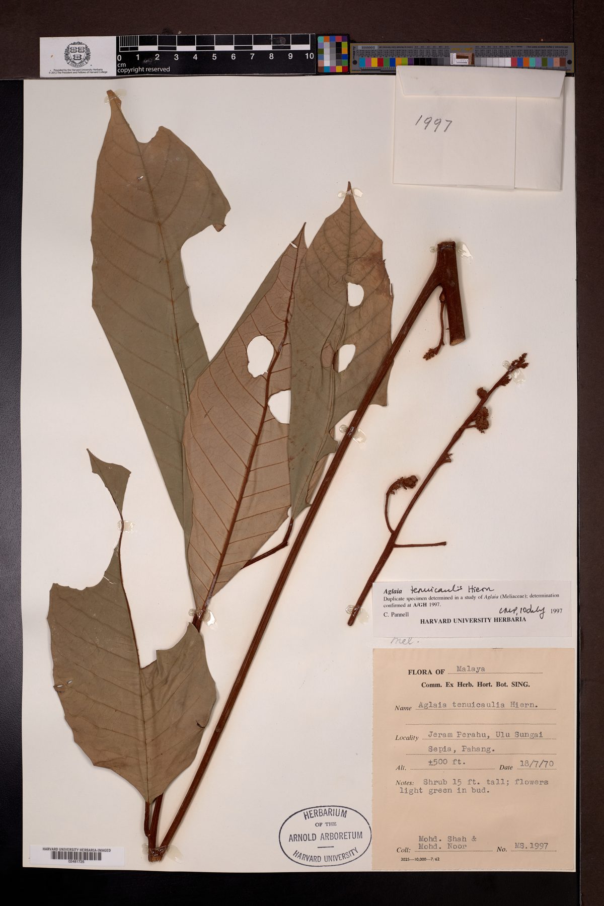 Aglaia tenuicaulis (Sengkerlit) — photo