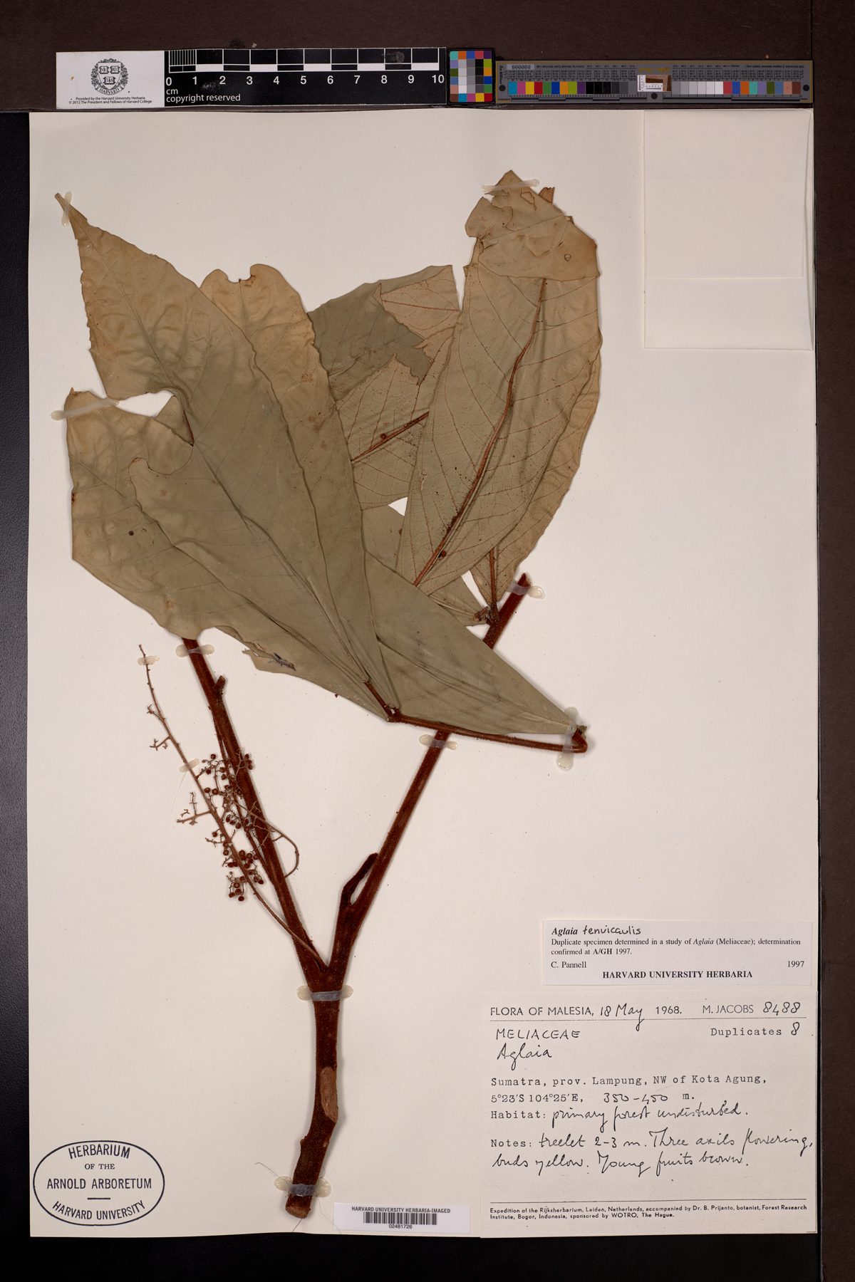 Aglaia tenuicaulis (Sengkerlit) — photo