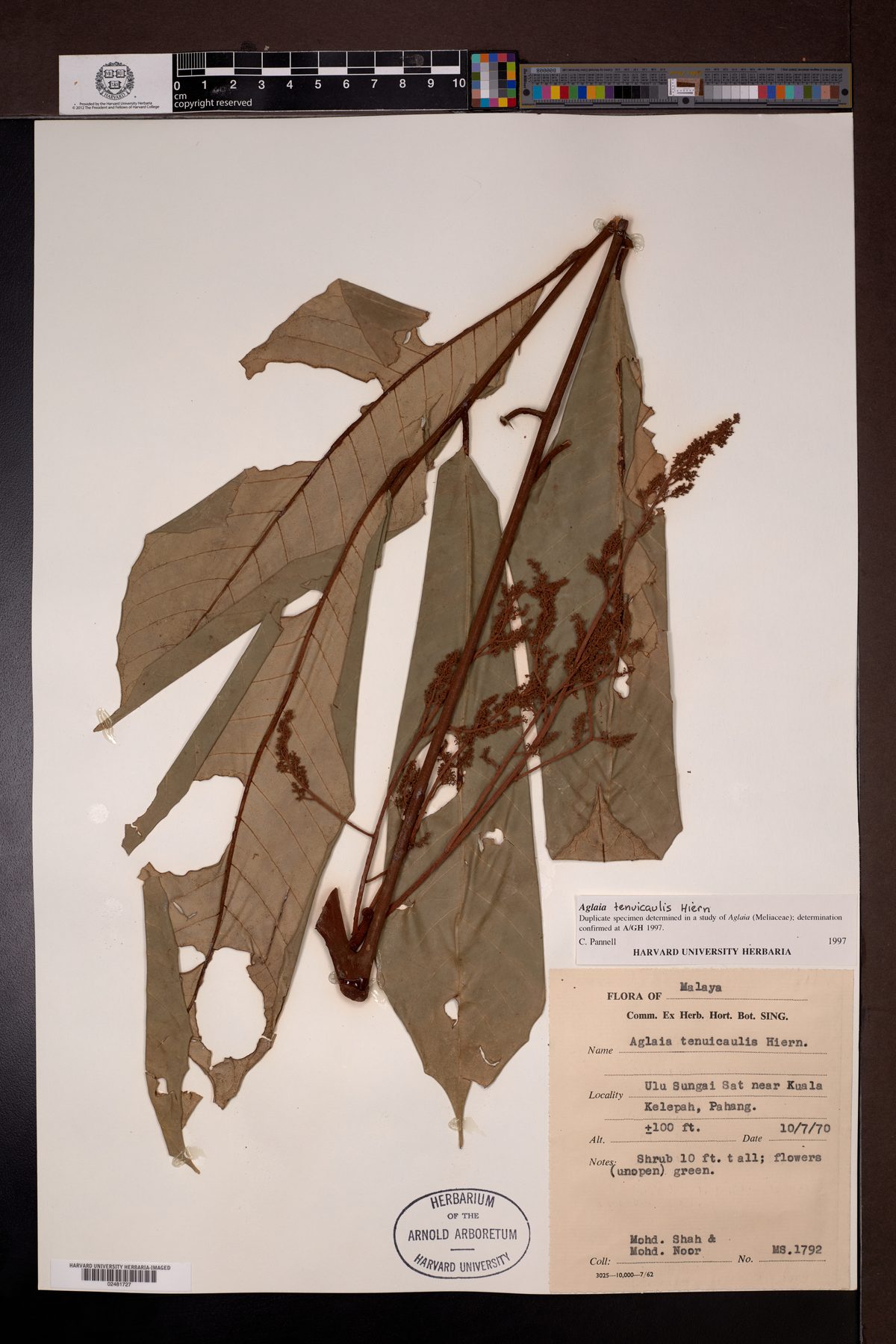Aglaia tenuicaulis (Sengkerlit) — photo