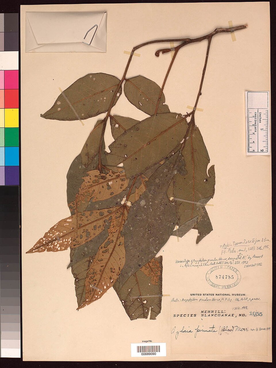 Aglaia tomentosa (Woolly langsat tree) — photo