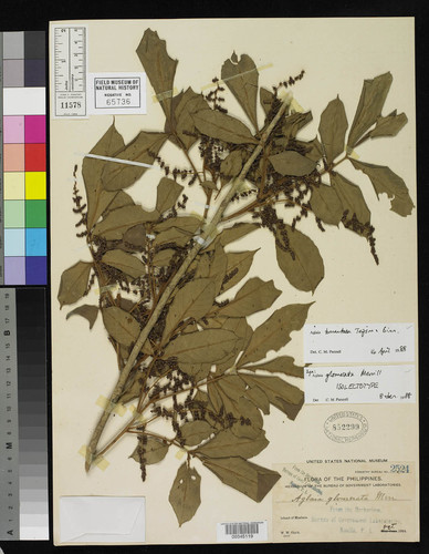 Aglaia tomentosa