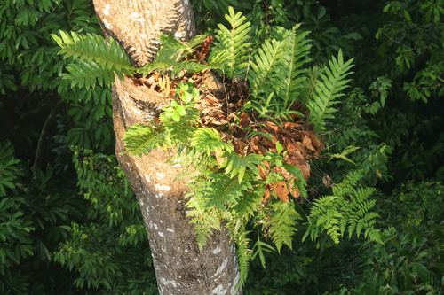 Aglaomorpha quercifolia (Rock fern) — photo