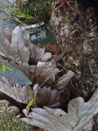 Aglaomorpha quercifolia (Rock fern) — photo