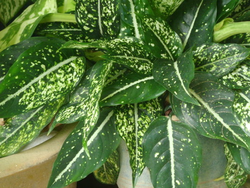 Aglaonema costatum (Spotted evergreen) — photo
