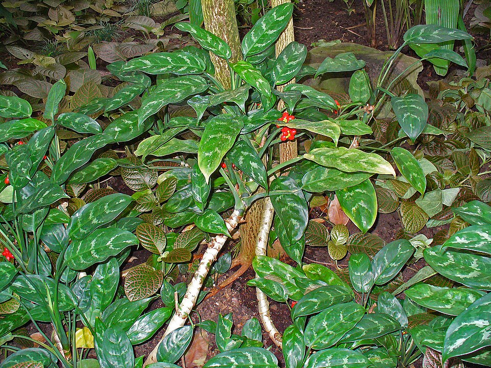 Aglaonema costatum (Spotted evergreen) — photo