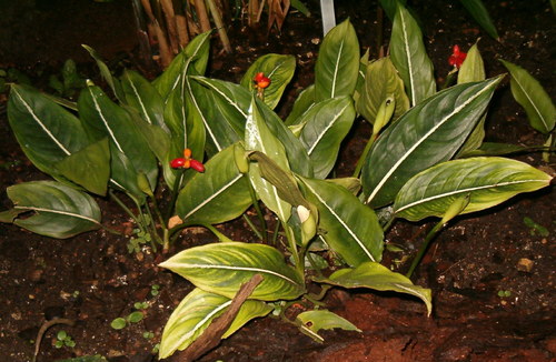 Aglaonema costatum