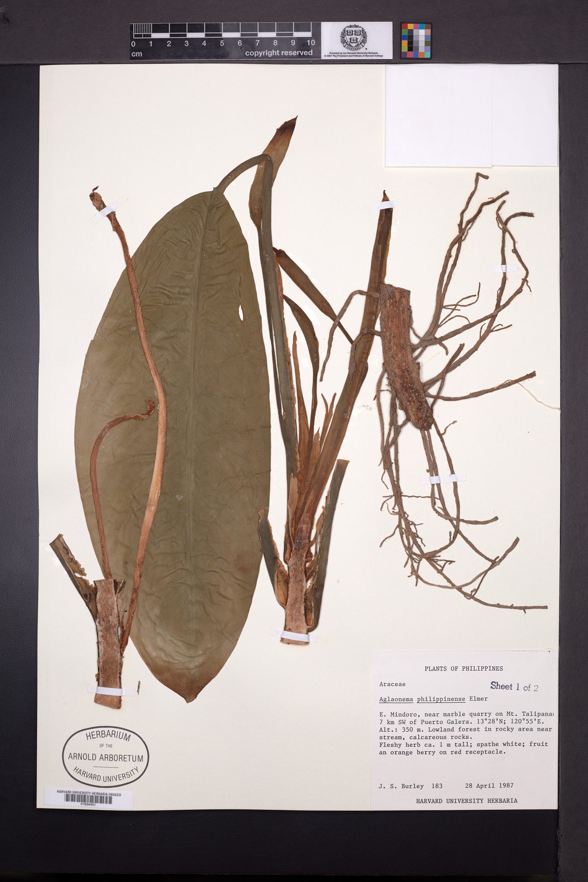 Aglaonema philippinense — photo