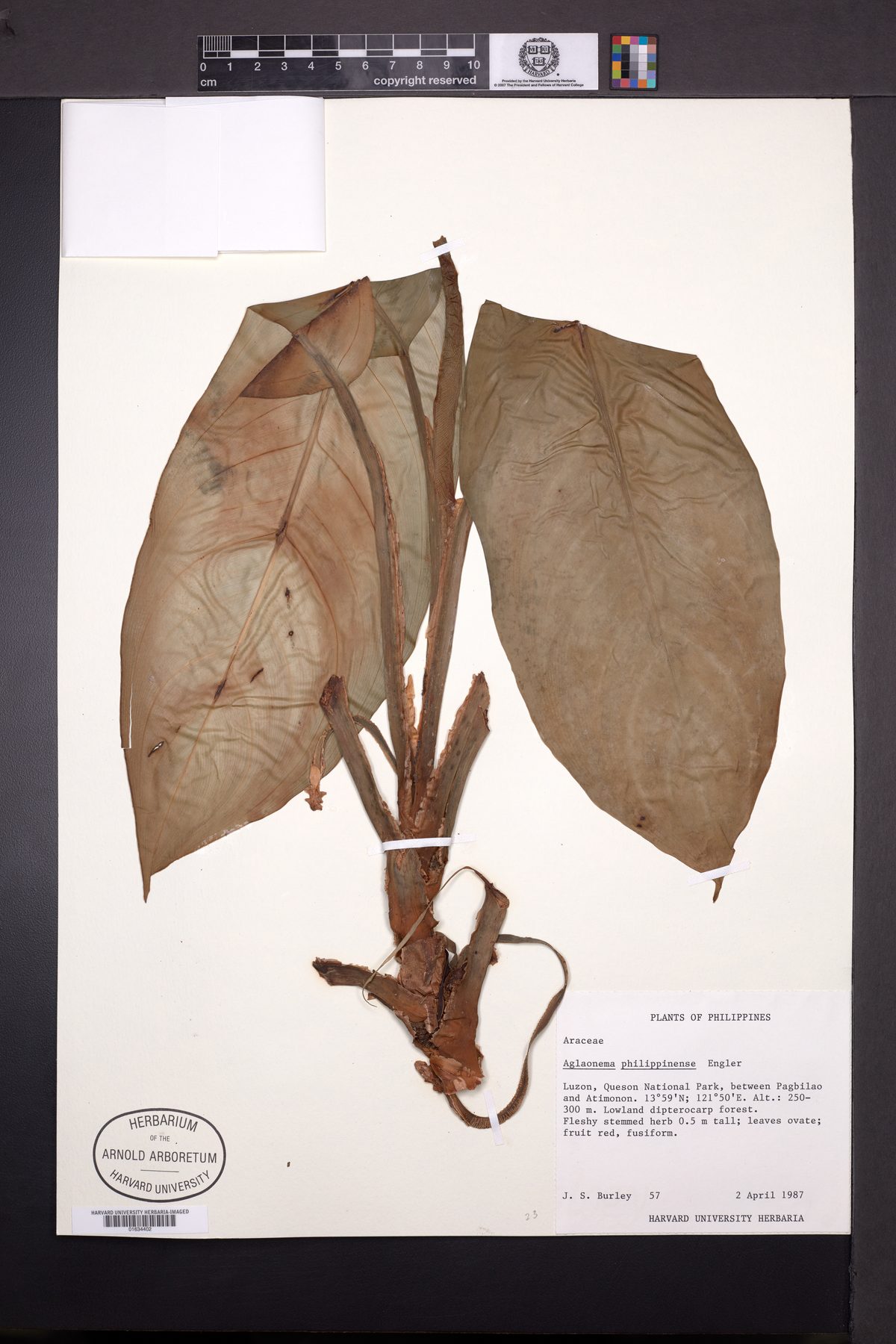 Aglaonema philippinense — photo