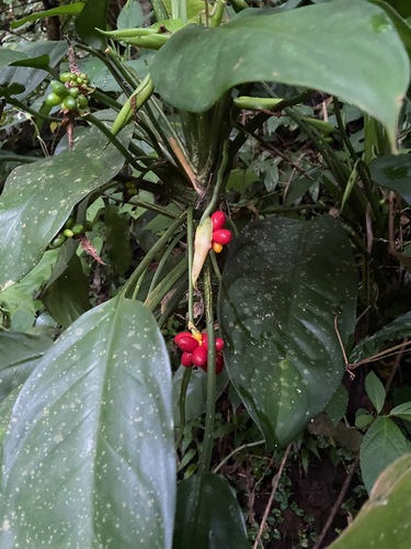 Aglaonema philippinense