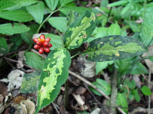 Aglaonema pictum (Indonesian evergreen) — photo