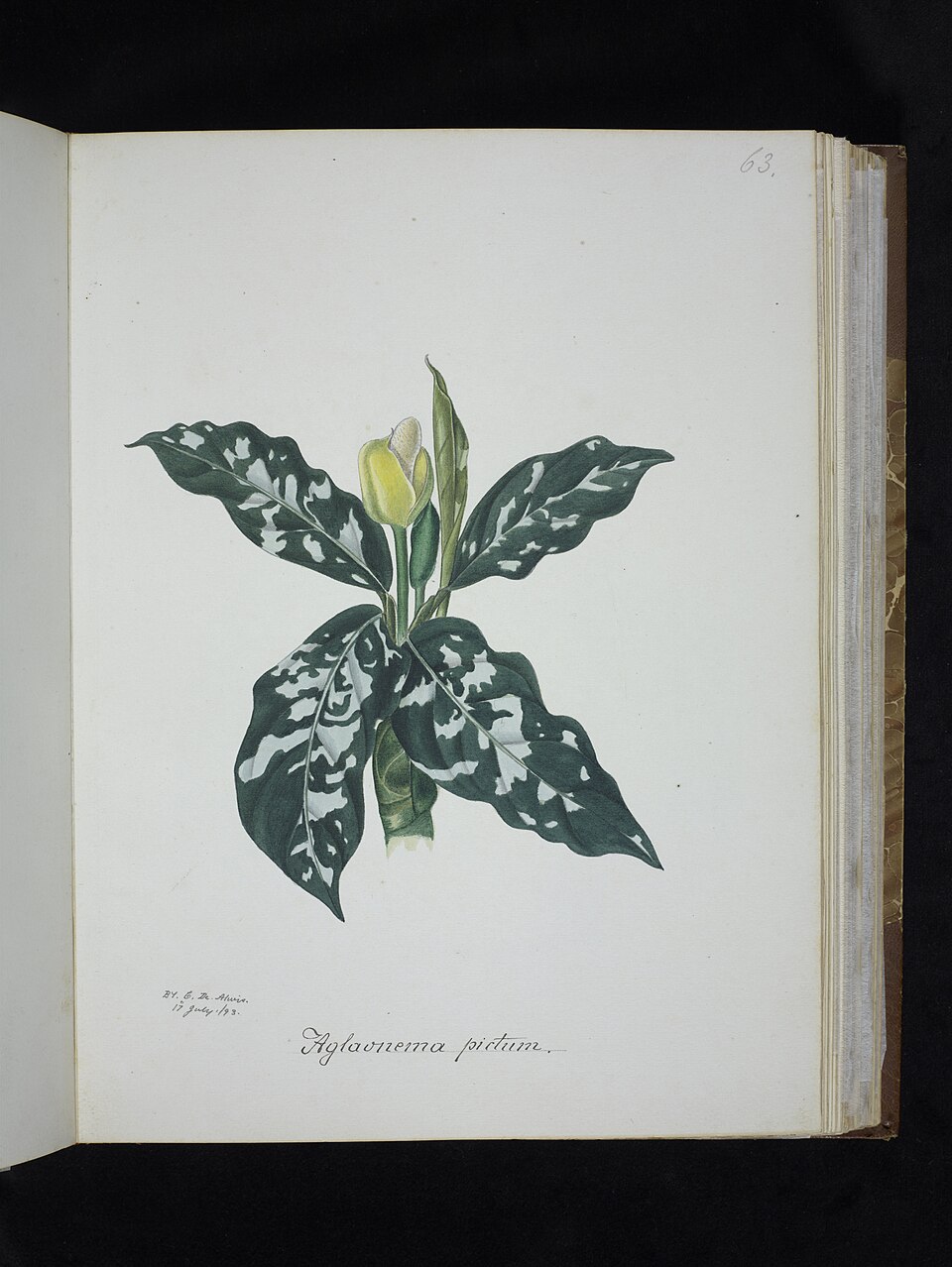 Aglaonema pictum (Indonesian evergreen) — photo
