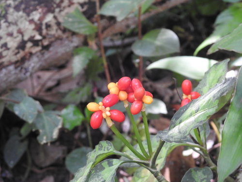 Aglaonema pictum