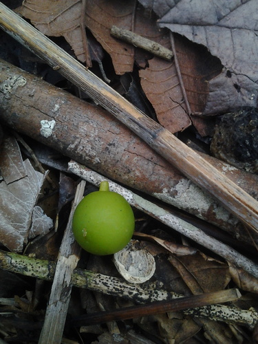 Agonandra brasiliensis (Brazil agonandra) — photo