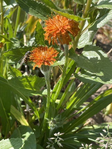 Agoseris aurantiaca (Mountain dandelion) — photo