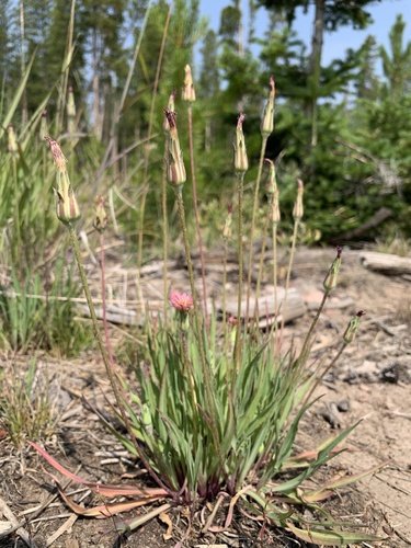 Agoseris aurantiaca (Mountain dandelion) — photo