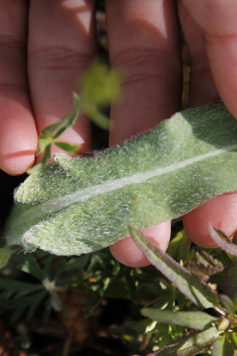 Agoseris glauca (False dandelion) — photo
