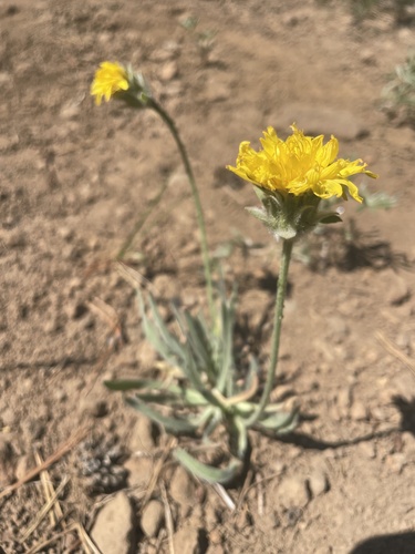 Agoseris glauca (False dandelion) — photo