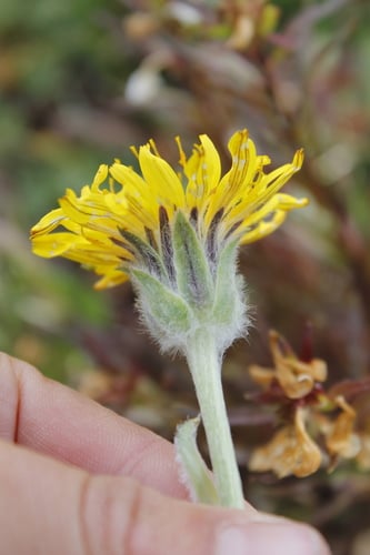 Agoseris glauca