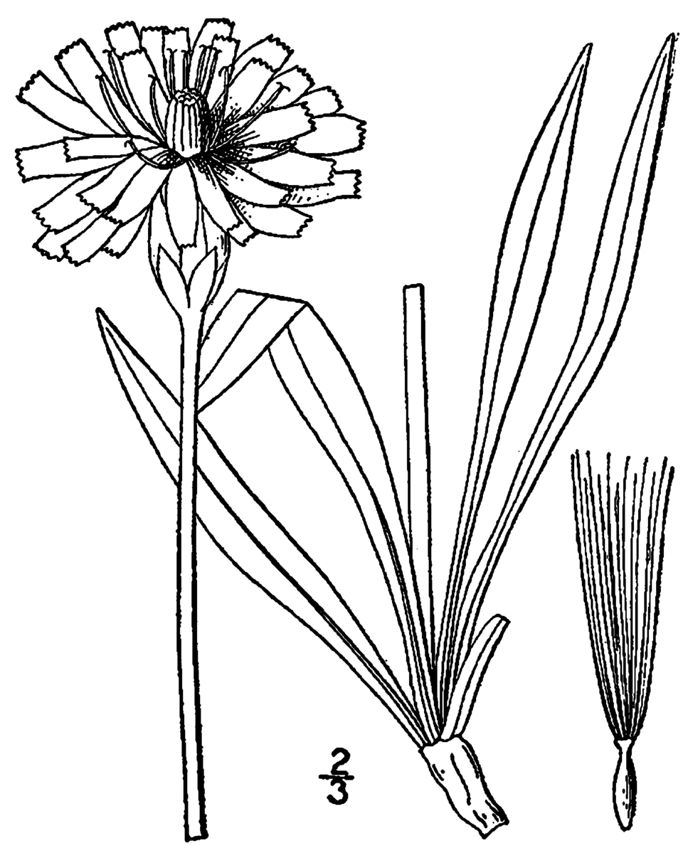 Agoseris villosa (Woolly Agoseris) — photo