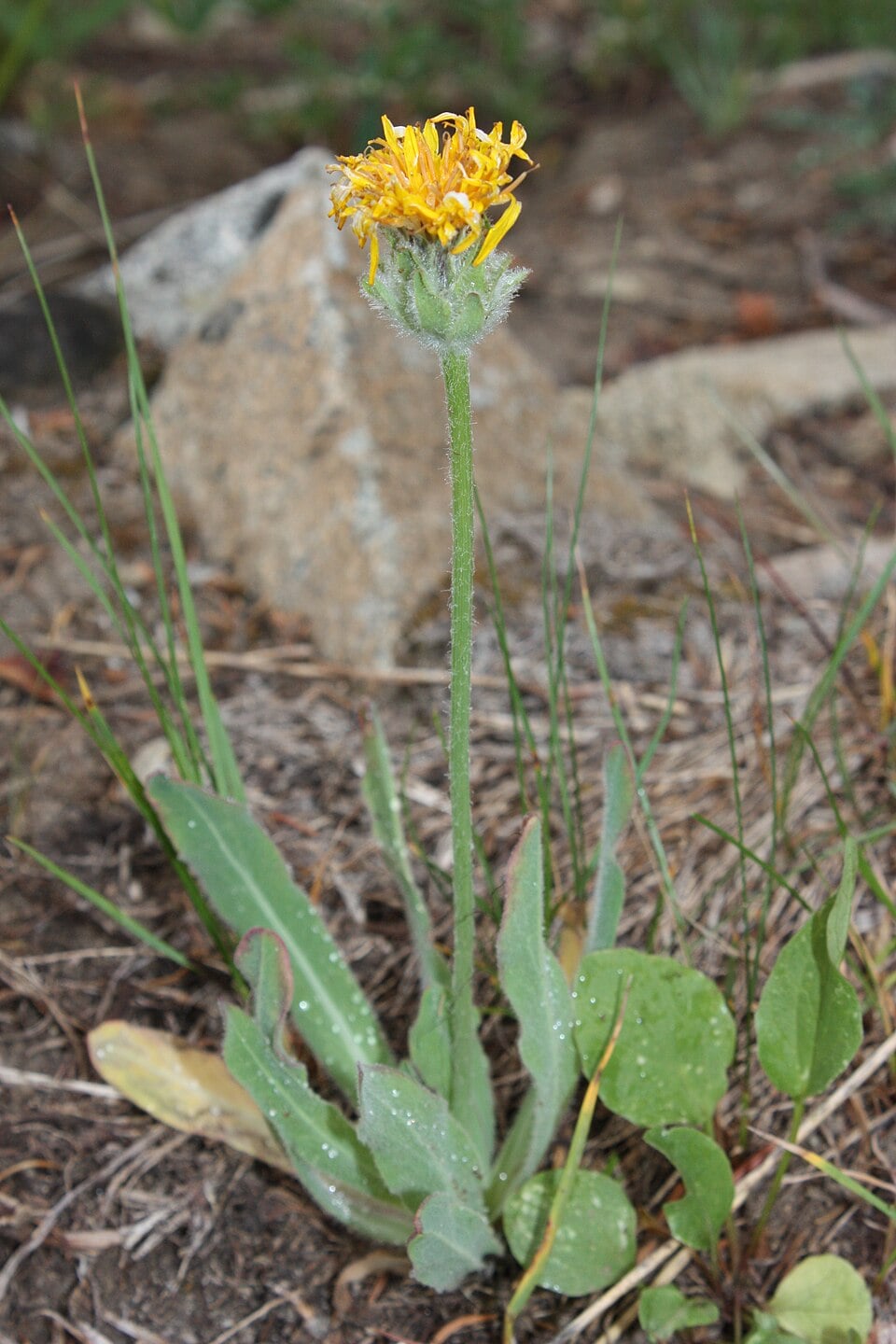 Agoseris villosa