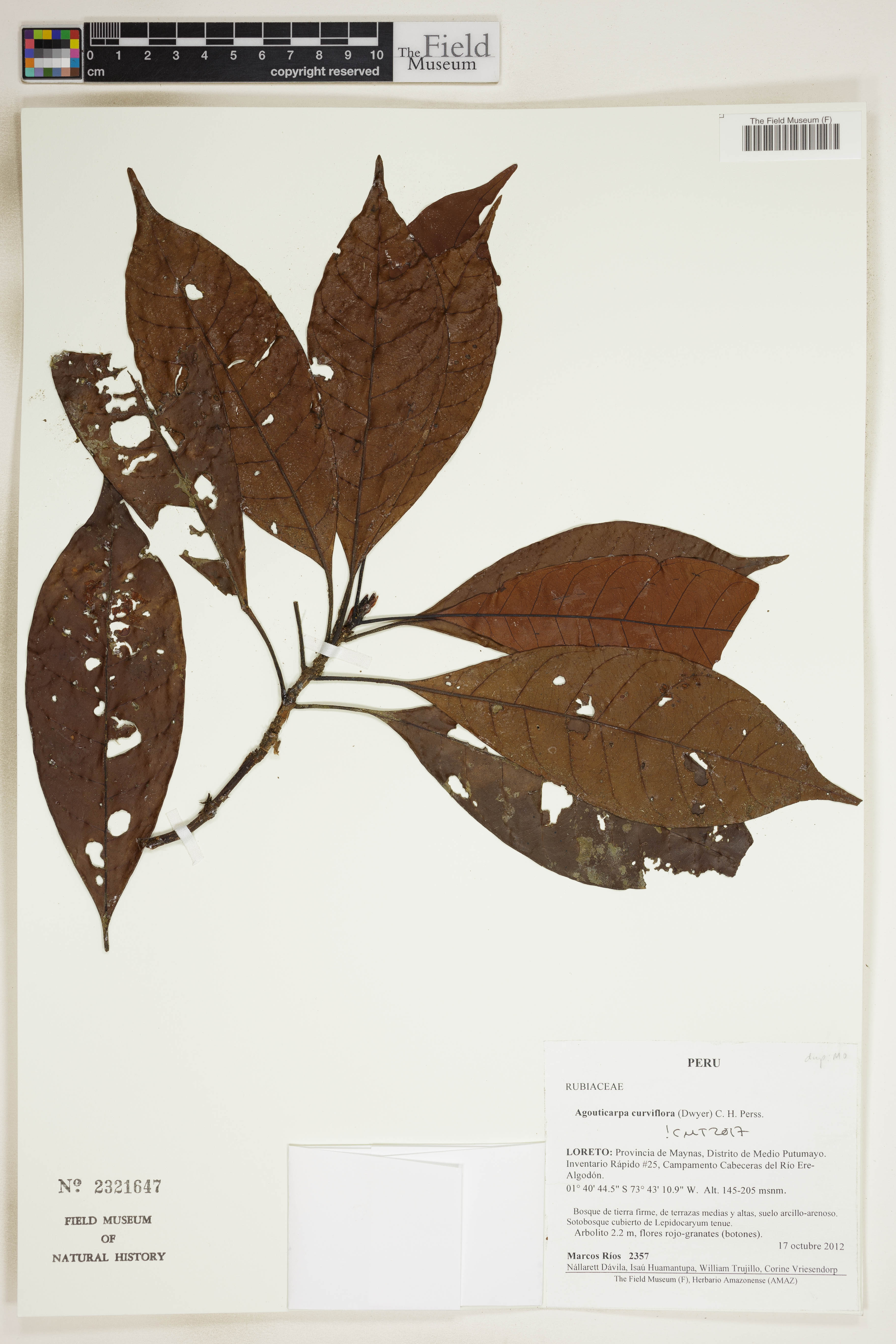Agouticarpa curviflora (Apuri) — photo
