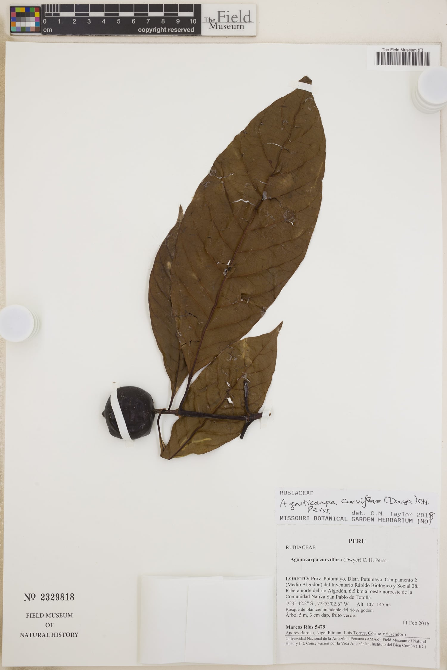 Agouticarpa curviflora