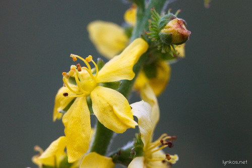 Agrimonia eupatoria (Agrimony) — photo