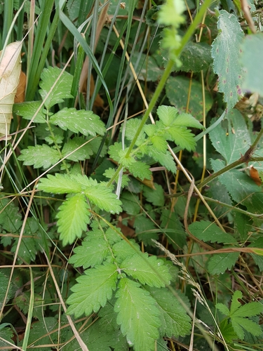Agrimonia eupatoria (Agrimony) — photo