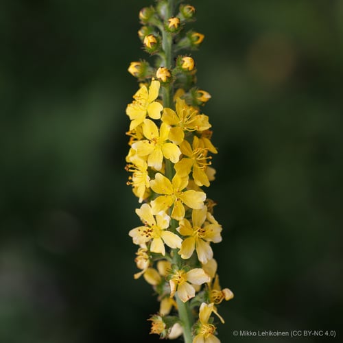 Agrimonia eupatoria