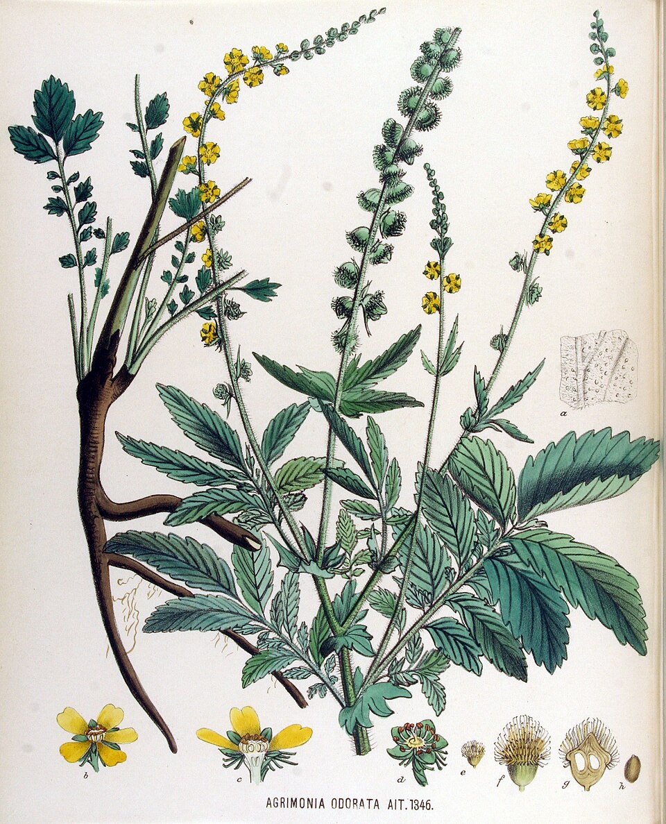 Agrimonia odorata (Adour agrimony) — photo