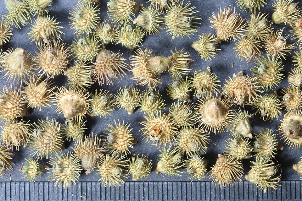 Agrimonia odorata