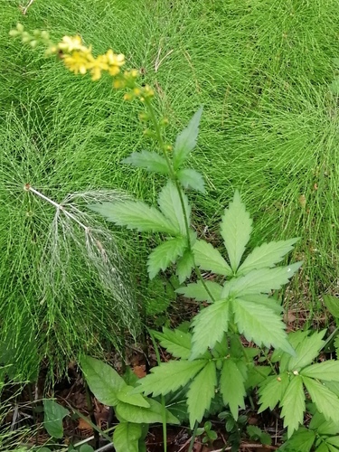 Agrimonia pilosa (Indian chestnut) — photo