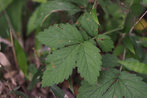Agrimonia pilosa (Indian chestnut) — photo