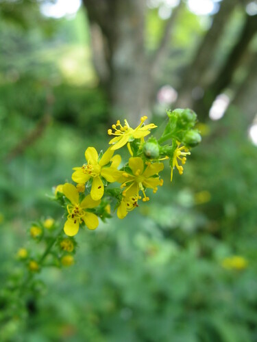 Agrimonia pilosa