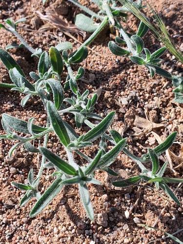 Agriophyllum squarrosum (Sand weed grain) — photo