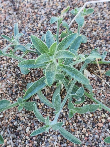 Agriophyllum squarrosum