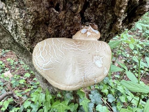 Agrocybe aegerita (Poplar mushroom) — photo