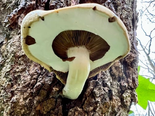 Bolbitiaceae