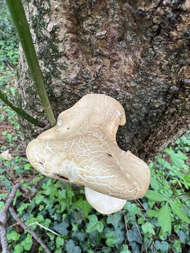 Agrocybe cylindracea (Southern poplar mushroom) — photo