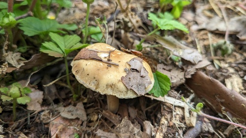Agrocybe farinacea — photo