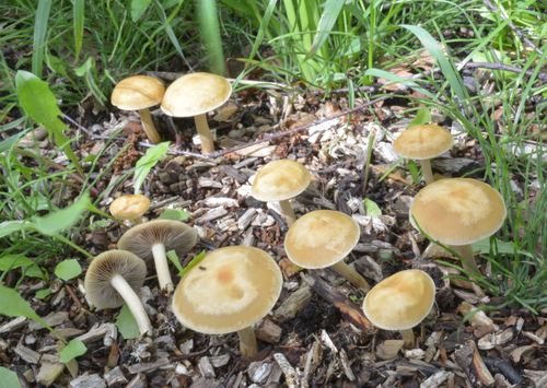 Agrocybe farinacea — photo