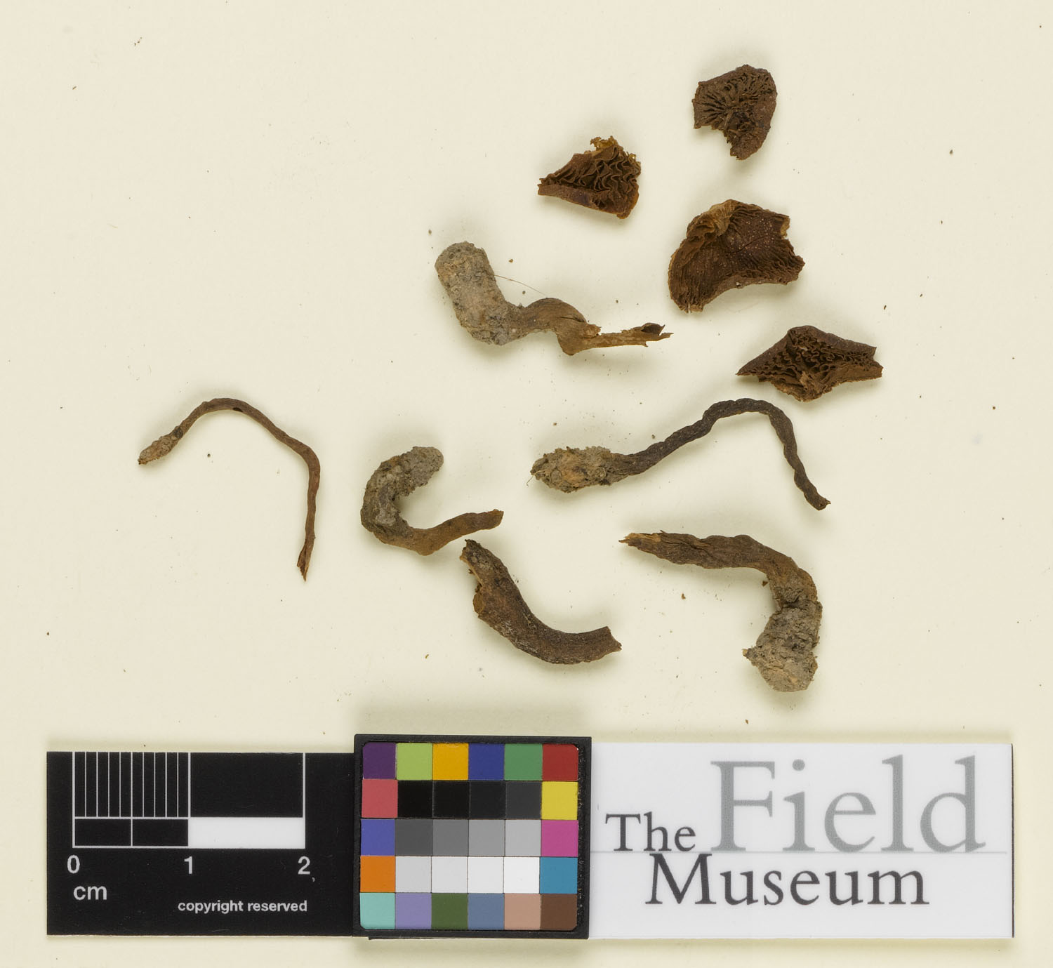 Agrocybe howeana — photo