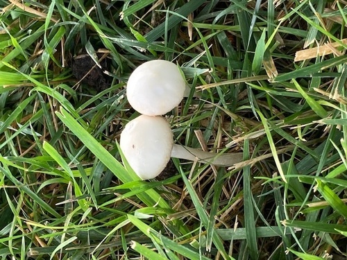 Agrocybe molesta (Bearded fieldcap) — photo