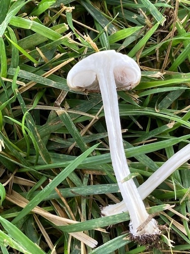 Agrocybe molesta (Bearded fieldcap) — photo