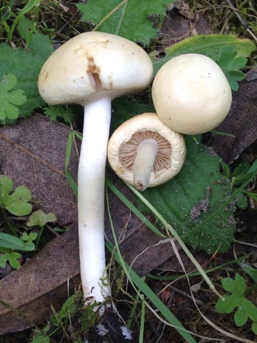 Agrocybe molesta