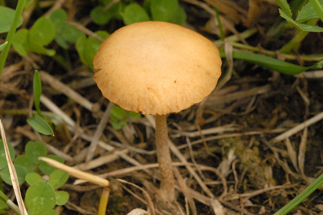 Agrocybe paludosa — photo