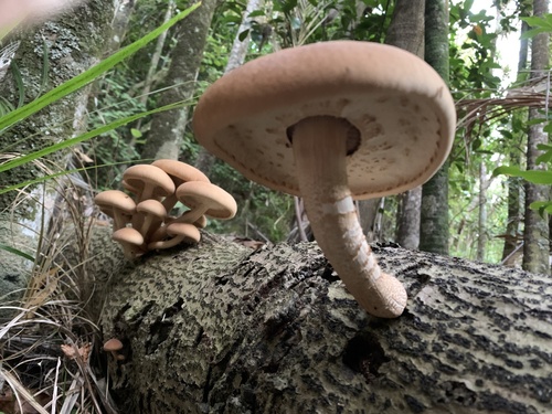Agrocybe parasitica (Tawaka) — photo