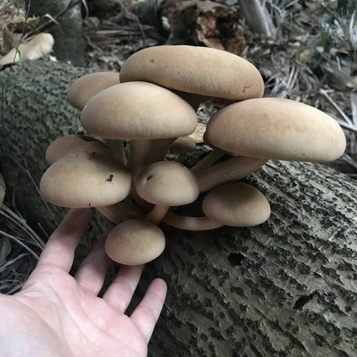 Agrocybe parasitica (Tawaka) — photo
